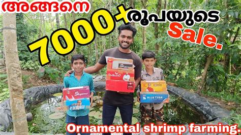 First Day Of Offer Sale 7k Profit Ornamental Shrimp Farming In