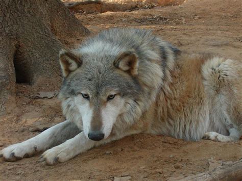 The Hybrid Wolf Allure: What Fascinates Us About the Wolfdog? - All Pet News