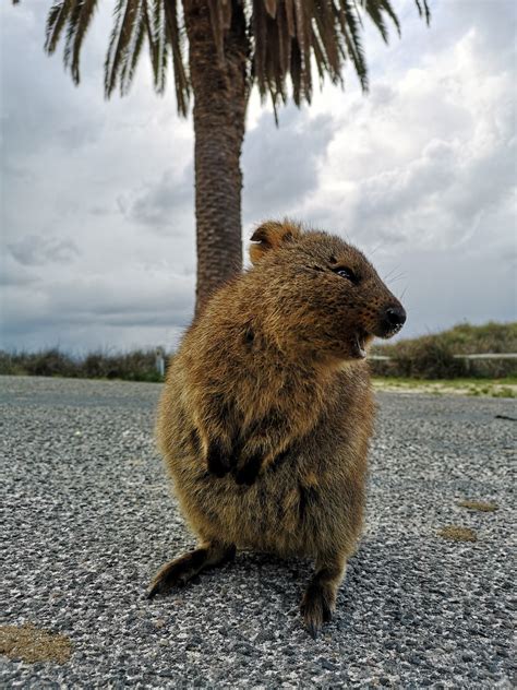 Quokka Australia Animal - Free photo on Pixabay - Pixabay