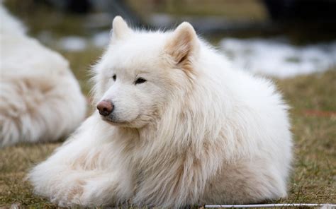 Perros Grandes Y Esponjosos 31 Fotos Razas Con Una Línea De Cabello