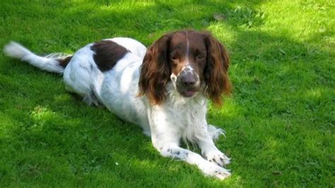 55+ Best Springer Spaniel Names