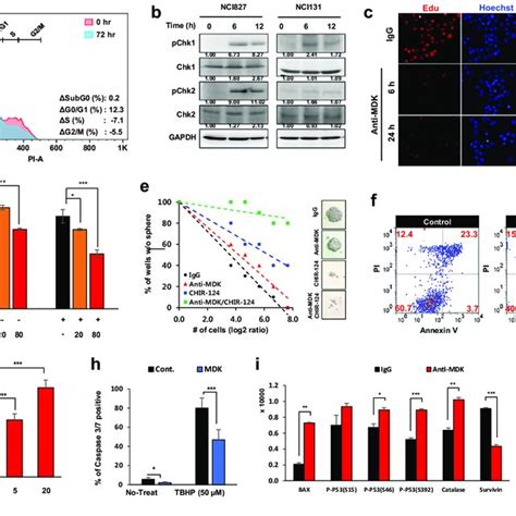 The Effect Of Mdk Inhibition On The Cell Cycle And Apoptotic Cell