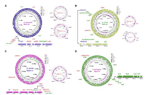 Circular Maps Of Whole Genome Sequences Of Aeromonas Spp Isolated From