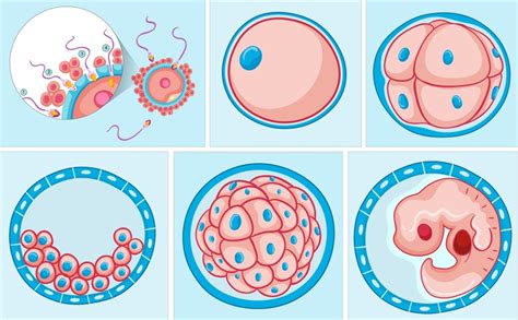 Desarrollo Embrionario Concepto Etapas Y Sus Características