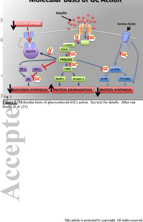 Steroid-induced diabetes: a clinical and molecular approach to ...