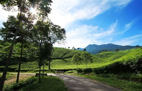 Menikmati Outbond Dan Segarnya Suasana Kebun Teh Kemuning Gotravelly