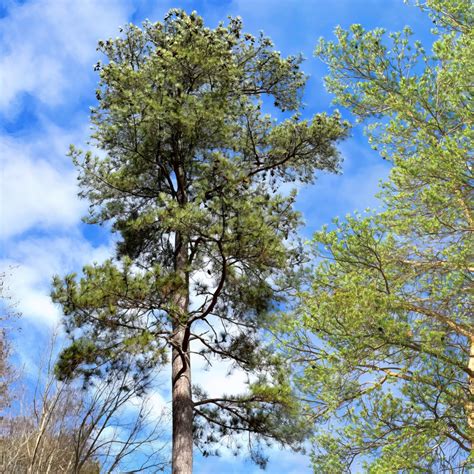 Loblolly Pine Tree Plant Addicts