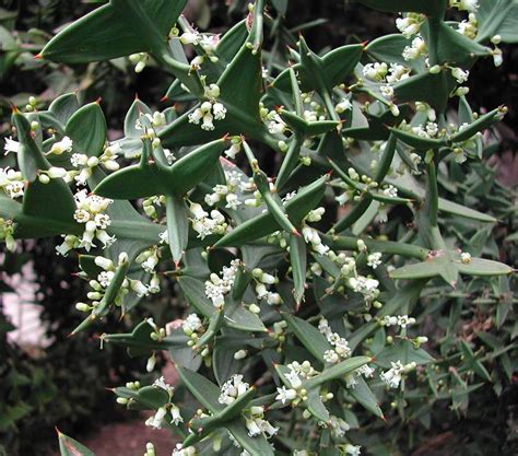 Colletia Paradoxa The Anchor Plant