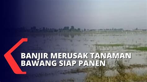 Tiga Kecamatan Di Brebes Terendam Banjir Petani Bawang Merah Terancam