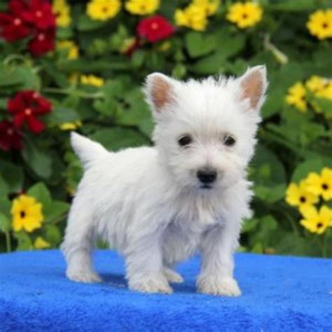 west highland white terrier puppies  sale westside fl