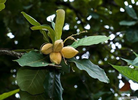 Terminalia catappa | ACResT