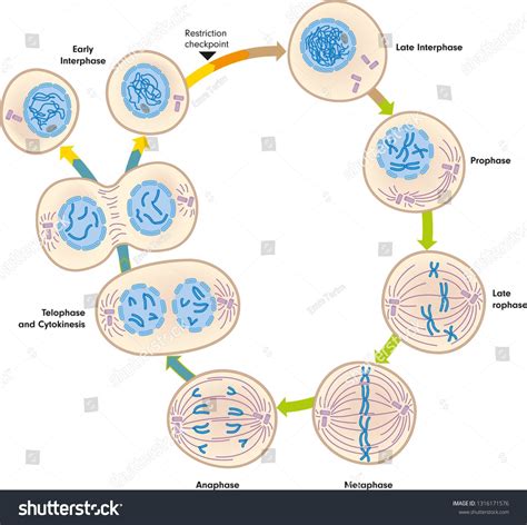 Mitosis And Cytokinesis Produce Two Cells From One Ad Ad