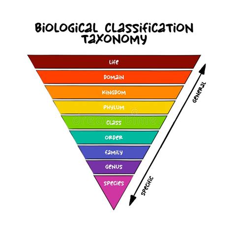 Biological Classification Taxonomy Rank - Relative Level of a Group of ...