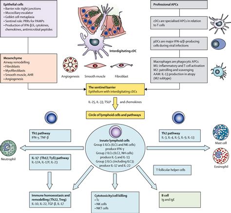 Microbes And Mucosal Immune Responses In Asthma The Lancet