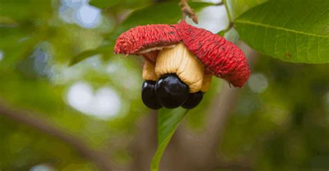 Ackee How To Plant Grow And Harvest Trim That Weed