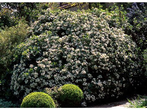 Les Meilleures Plantes Qui Poussent A L Ombre S Che Silence A Pousse