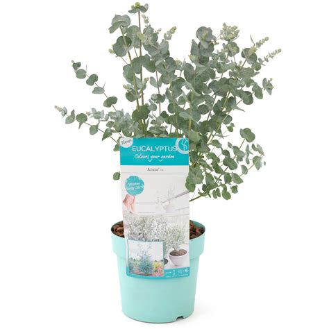 Eucalyptus Gunnii Azura Topf Cm Online Kaufen Pflanzen K Lle