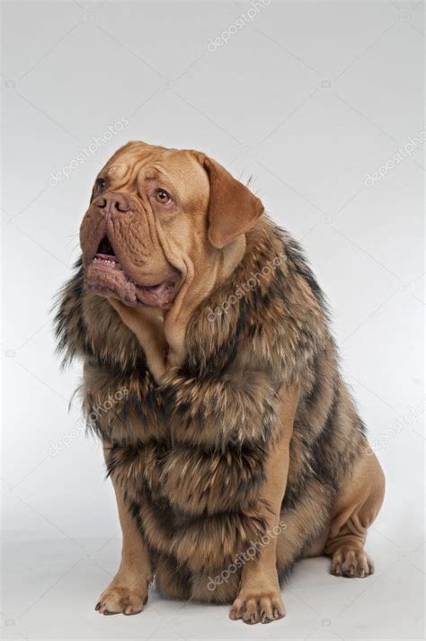 Dog wearing raccoon fur coat — Stock Photo © vitalytitov #9769889