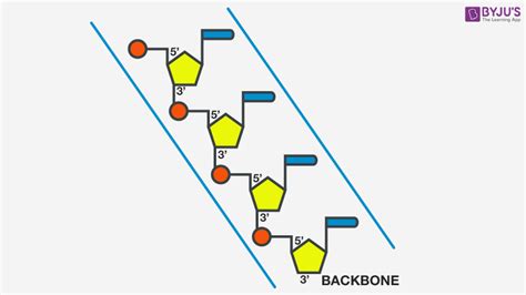 Polynucleotide Chain - Structure and Formation