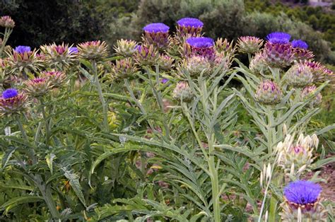 Cynara Cardunculus Subsp Cardunculus