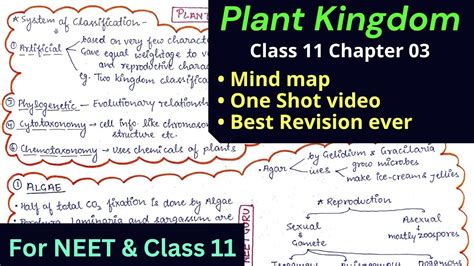 Updated Plant Kingdom Mind Map For NEET And Class 11 One Shot Video