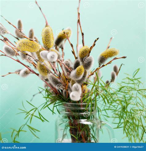 Expanded Buds On Pussy Willow Against White Background Stock Image CartoonDealer