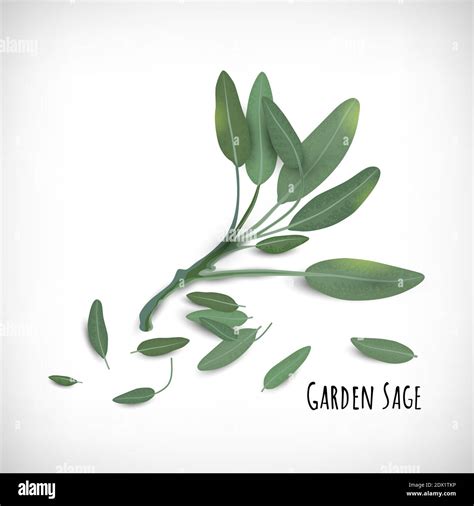 Garden Sage Plant And Leaves Isolated Spices Herbs Concept Lettering