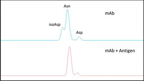 Asparagine Deamidation In A Complementarity Determining Region Of A