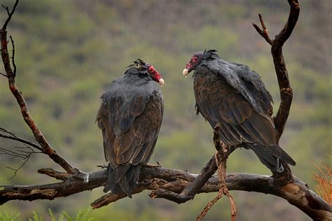 Turkey Vulture | Audubon Field Guide