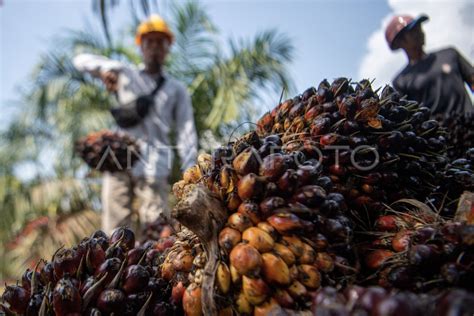 Panen Perdana Program Peremajaan Sawit Rakyat Di Oki Antara Foto