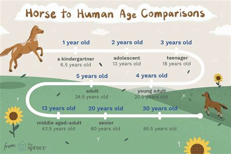 Learn How To Compare Your Age To Your Horses Age Horse Age Horses Age