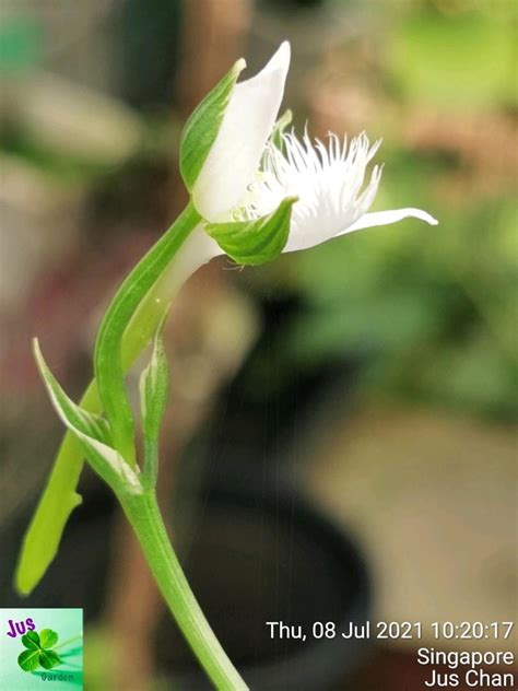 Rare Seeds Sagisou White Egret Orchid Habenaria Radiata Bulb