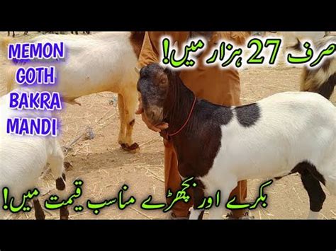 Cheapest Mandi Memon Goth Bakra Mandi Prices Updates Cheapest