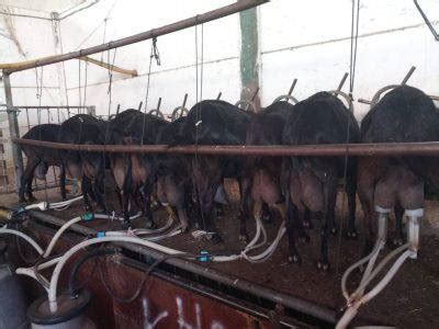 Bajada Injustificada En Los Precios De La Leche De Cabra En La Sierra