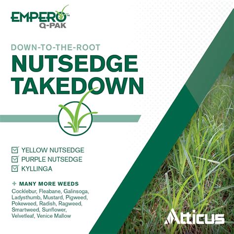 Buy Empero Q-Pak Nutsedge Killer for Lawns (13.5 Gram Pouch) by Atticus ...