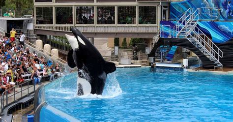 SeaWorld Ending Its Old Orca Show ... And Starting A New One - The Dodo