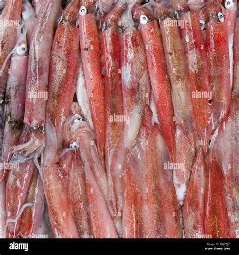 Fresh Squid In The Market Stock Photo Alamy