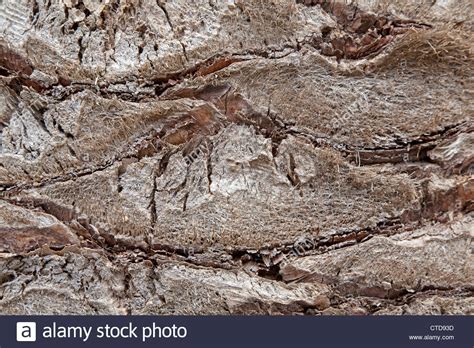 Palm Tree Bark Hi Res Stock Photography And Images Alamy