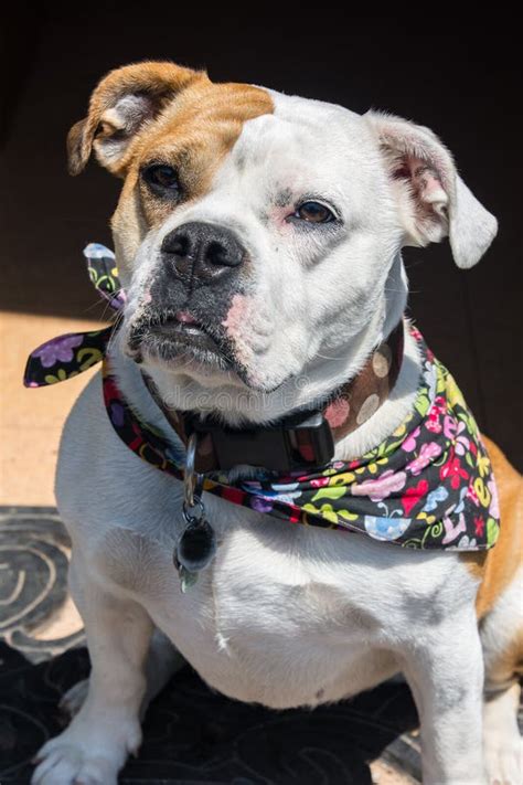 english victorian bulldog crossbreed stock photo image  english outdoor