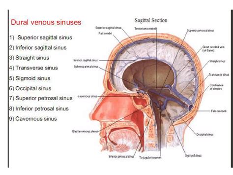 Dural Venous Sinuses PPT