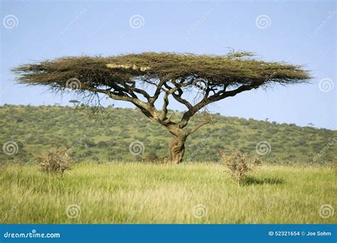 Akazienbaum Im Grünen Gras Der Erhaltung Lewa Wild Lebender Tiere Nord