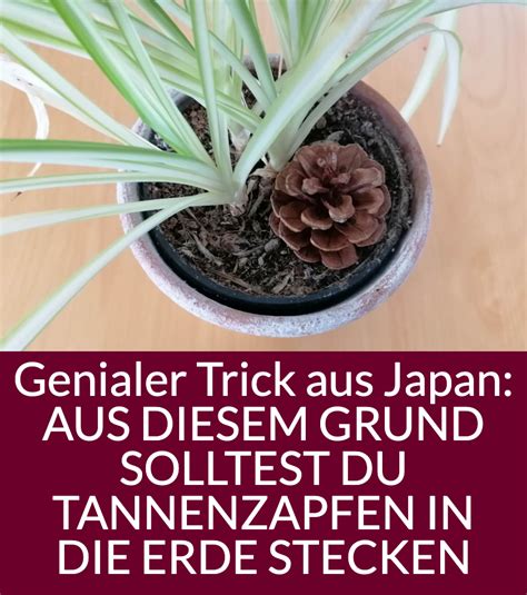 Tannenzapfen Trick Zeigt Wie Oft Du Deine Zimmerpflanzen Gie En Musst