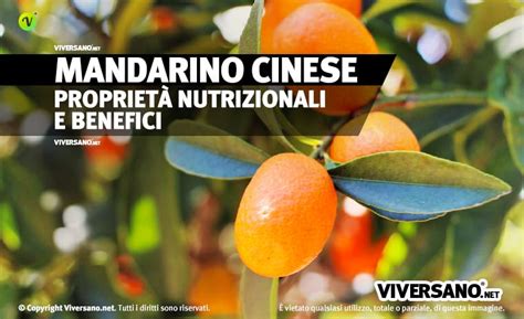 Kumquat mandarino cinese proprietà e come si mangia