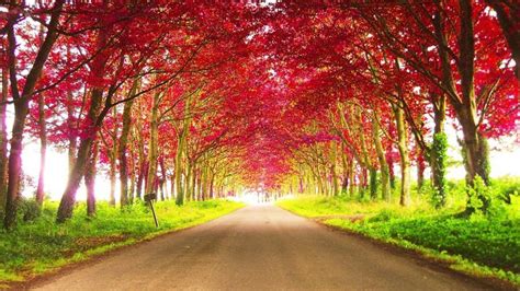 Road Between Red Autumn Trees During Daytime HD Nature Wallpapers | HD Wallpapers | ID #44484