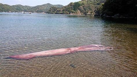 Capturan Un Calamar Gigante Vivo Por Primera Vez Mystery Science