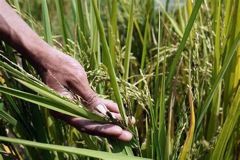 Petani Di Temanggung Terancam Gagal Panen Akibat Serangan Burung Pipit