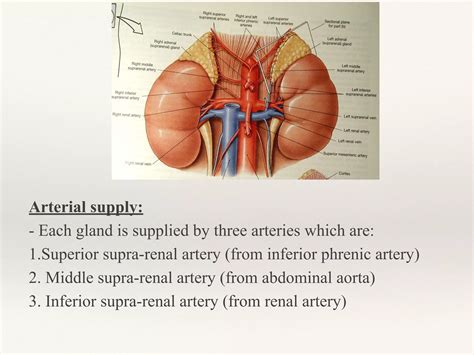 Suprarenal gland | PPT