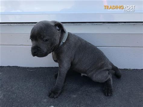 Purebred Blue English Staffy Pups