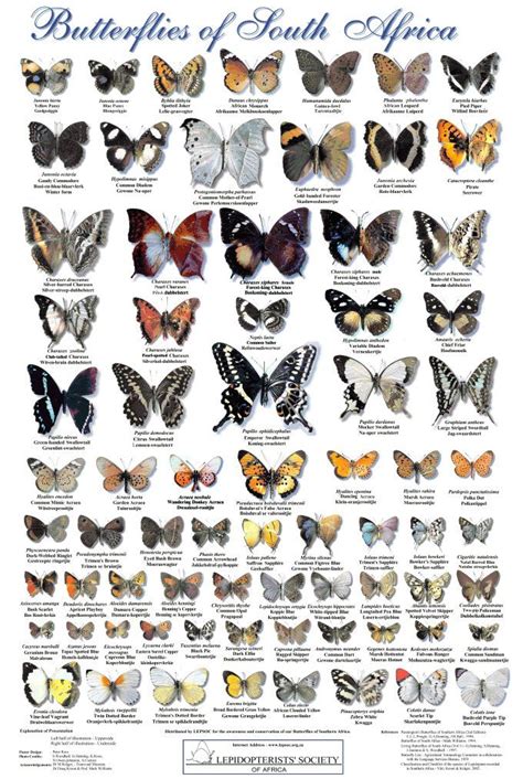 Black Butterfly Identification Chart