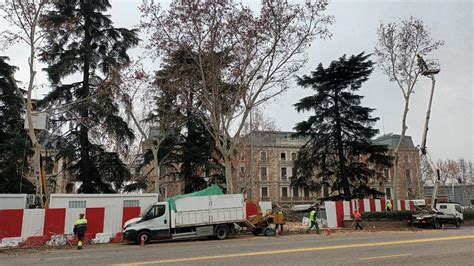 Tala Árboles Madrid Cibeles Y El Gobierno Se Enzarzan Por La Tala De árboles En El Entorno De